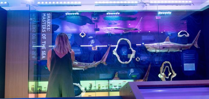 Marine Discovery Centre Hastings Point